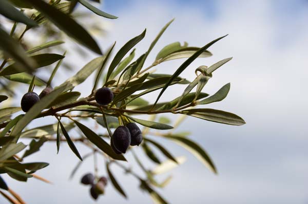 olivier sur la méditerranée